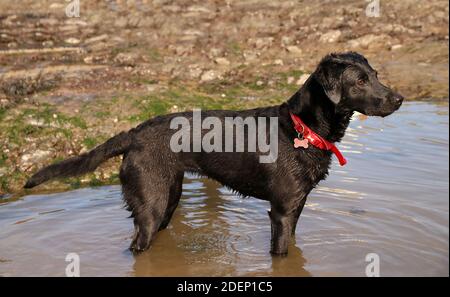 seitenansicht eines jungen schwarzen Labrador Retriever Hundes im Stehen Das Wasser Stockfoto