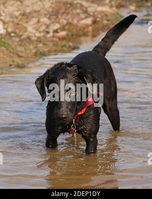 Vorderansicht eines jungen schwarzen Labrador Retriever Hundes mit Ein roter Kragen im Wasser stehend spielend Stockfoto