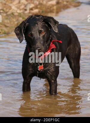 Vorderansicht eines jungen schwarzen Labrador Retriever Hundes mit Ein roter Kragen im Wasser stehend spielend Stockfoto