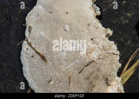 Unterseite eines klumpigen Bracket-Pilzes (Trametes gibbosa) Stockfoto