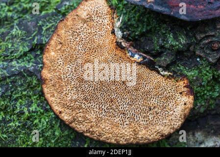 Unterseite eines klumpigen Bracket-Pilzes (Trametes gibbosa) Stockfoto