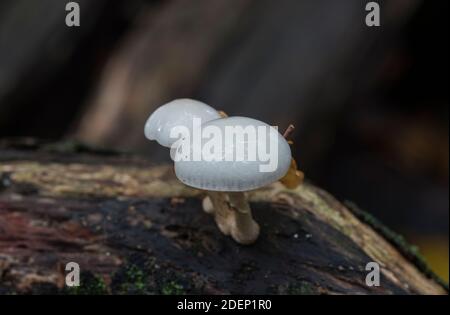 Porzellan-Pilz (Oudemansiella Mucida) Stockfoto