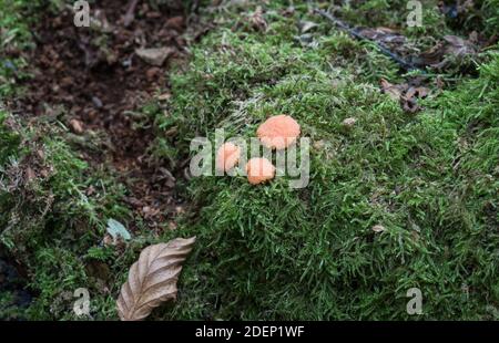 Roter Himbeerschleim (Stemonitis ferruginosa) - eine Schleimform Stockfoto