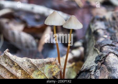 Pilz - Saffrondrop Bonnet (Mycena crocata) Zeigt die gelbe Färbung auf der Kappe Stockfoto