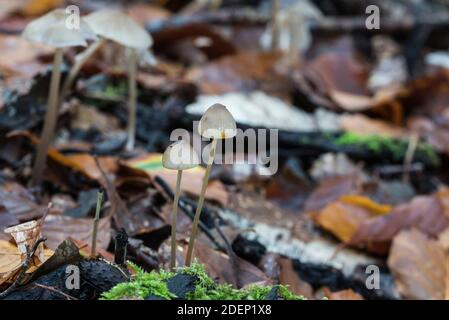 Pilz - Saffrondrop Bonnet (Mycena crocata) Zeigt die gelbe Färbung auf der Kappe Stockfoto