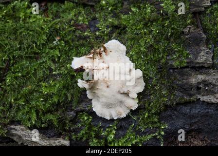 Bracket Fungus - Haarige Curtain Crust (Stereum hirsutum) Stockfoto