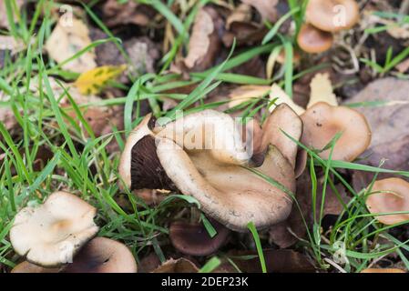 Wavy Cap Fungus (Psilocybe cyanescens) Stockfoto