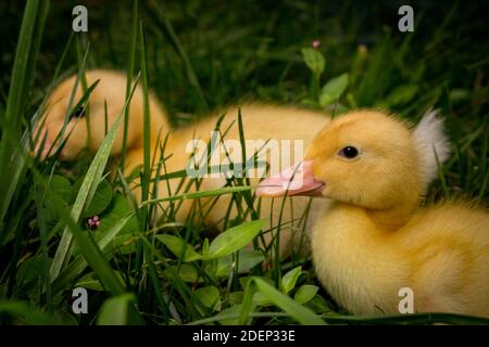 Amerikanische pekin Entlein oder Long Island Ducks spielen im Hinterhof Gras Stockfoto