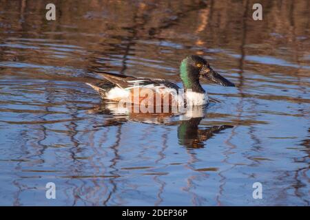 Northern Shoveler drake im Mingo National Wildlife Refuge. Stockfoto