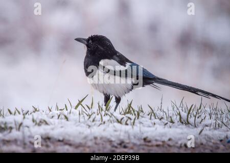 Schwarzschnabel-Elster im Rocky Mountain National Park. Stockfoto