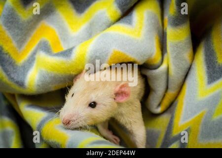 Fancy fawn farbige Dumbo eared Haustier Ratte erkunden eine Decke Stockfoto