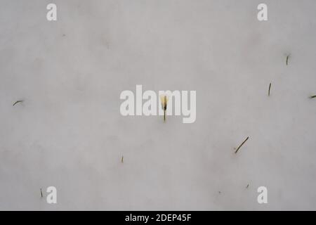 Wiese unter Schnee mit einsamer gelber Blume. Seine Blütenblätter sind mit gefrorenem Wasser bedeckt. Es gibt einige Grashalme über der Schneeschicht. Stockfoto