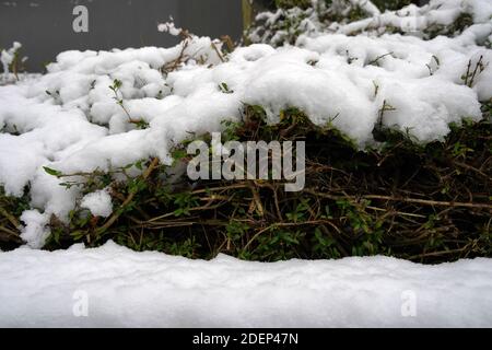 Buchsbaum, lateinisch Buxus Sempervirens niedriger Strauch im Winter aus nächster Nähe. Oben und unten sind mit einer Schicht gefrorenen Schnees bedeckt. Stockfoto