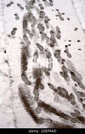 Schuhabdrücke und Hundepfoten im schneebedeckten Gehweg. Der Schnee wurde nicht weggewischt. Rutschiger Boden ist riskant und gefährlich. Stockfoto