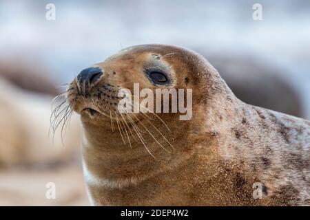 Nahaufnahme einer jungen Kegelrobbe oder einer Robbe am Strand an der nördlichen Nofolkküste im Herbst. Stockfoto