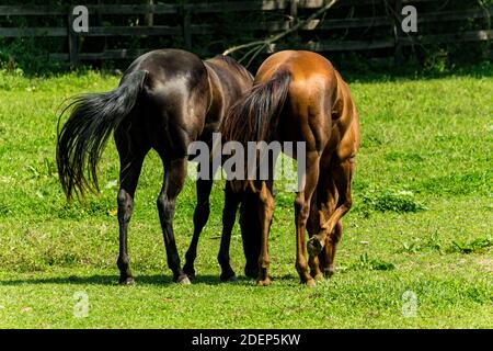 Horse Ranch farm Yard mit hellen grünen Gras Stockfoto