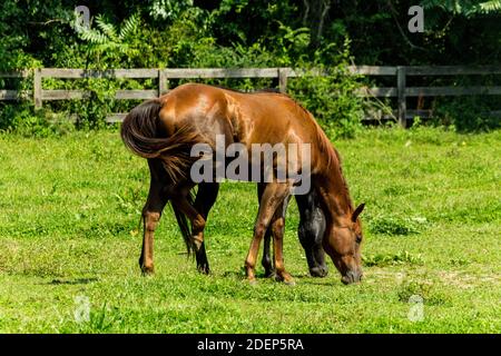 Horse Ranch farm Yard mit hellen grünen Gras Stockfoto
