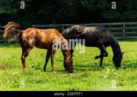 Horse Ranch farm Yard mit hellen grünen Gras Stockfoto