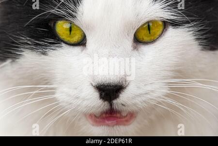 Smoking Katzennase. Nahaufnahme und verschwommene Gesichtsansicht. Stockfoto