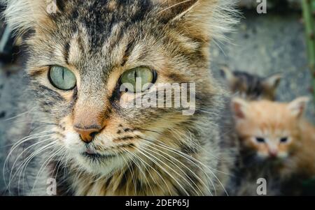 Mutter tabby Katze mit neugeborenen Kätzchen im Hintergrund. Nahaufnahme. Stockfoto