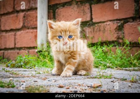 Schönes kleines rotes Kätzchen mit blauen Augen im Straßenhintergrund. Porträt einer tabby Katze. Straßenkatze und Lifestyle-Konzept. Katze schaut in die Kamera. Stockfoto