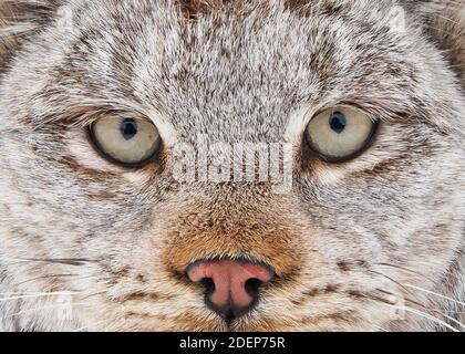 Eine Erwachsene weibliche Lynx im Yukon Flats National Wildlife Refuge in Alaska. Der Canada Lynx ist ein heimlicher Jäger, der sich auf die Überlebenszeit arktischer Winter in den borealen Wäldern Alaskas und Kanadas spezialisiert hat. Stockfoto