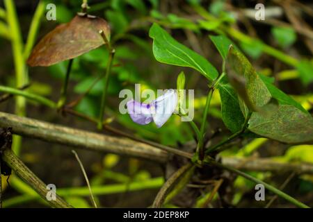 Die Bohne blüht in das Dorfhaus Gemüsepflanzen Stockfoto