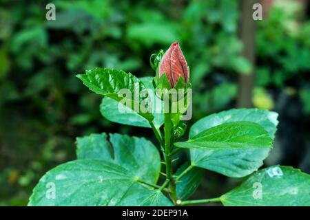 Hibiscus rosa-sinensis rote und bunte Blume aus thailand Stockfoto