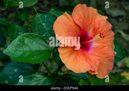 Hellrosa und rot Hibiscus rosa-sinensis, die auch bekannt als China Rose und Schuhblume Stockfoto