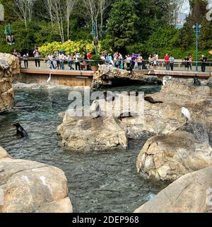 Orlando, FL USA - 22. November 2020: Seelöwen, die auf Felsen auf dem Pacific Point Schutzgebiet bei Seaworld in Orlando, Florida, liegen. Stockfoto