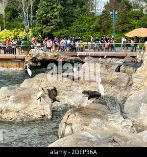 Orlando, FL USA - 22. November 2020: Seelöwen, die auf Felsen auf dem Pacific Point Schutzgebiet bei Seaworld in Orlando, Florida, liegen. Stockfoto