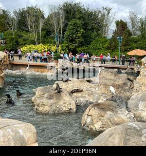 Orlando, FL USA - 22. November 2020: Seelöwen, die auf Felsen auf dem Pacific Point Schutzgebiet bei Seaworld in Orlando, Florida, liegen. Stockfoto