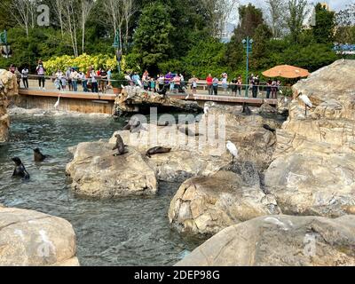 Orlando, FL USA - 22. November 2020: Seelöwen, die auf Felsen auf dem Pacific Point Schutzgebiet bei Seaworld in Orlando, Florida, liegen. Stockfoto