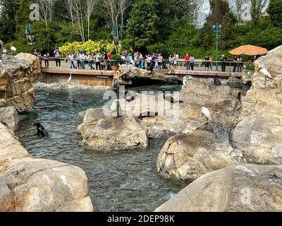 Orlando, FL USA - 22. November 2020: Seelöwen, die auf Felsen auf dem Pacific Point Schutzgebiet bei Seaworld in Orlando, Florida, liegen. Stockfoto