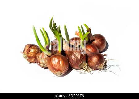 Eine gekeimte Zwiebel nachwürfeln, aber Zwiebeln werden normalerweise aus angebaut Saatgut Stockfoto