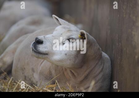 Schafe liegen Stockfoto