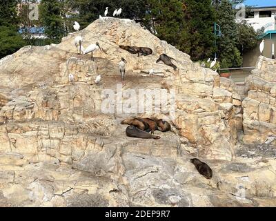 Seelöwen, die auf Felsen liegen und tagsüber in einem Zoo nippen. Stockfoto