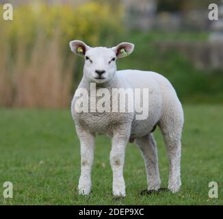 Ram Lamb Stockfoto