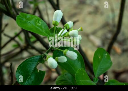 Weiße kleine unendliche Blumen in den Murraya paniculata Bäumen Stockfoto