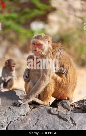 Mutter Affe (Rhesus macaque) Umarmt ihr Baby mit einem anderen jungen Affen im Hintergrund Stockfoto