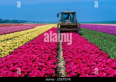 Traktor Ernte Tulpen auf dem Feld. Die grüne Reihe links wurde bereits geerntet. Stockfoto
