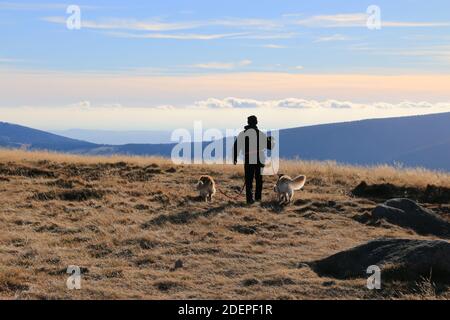 Wandern mit zwei goldenen Retriever Hunden in den polnischen Bergen. Sniezka, Karpacz, Karkonosze. Stockfoto