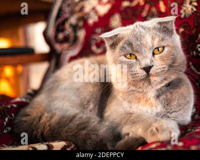 Schildkröte britische Katze ruhen auf dem roten Sofa. Stockfoto