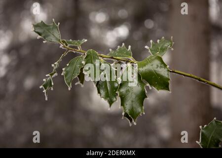 Zweig von Holly, Ilex aquifolium, grüne Blätter mit Reimieis aus nächster Nähe. Winterhintergrund. Stockfoto