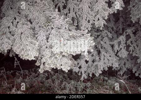 Moody dunklen Winter Hintergrund. Zweig des Nadelbaums im Schnee. Düsterer Wald. Stockfoto