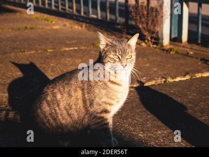 Eine Katze und ihr Schatten im Sonnenlicht Stockfoto