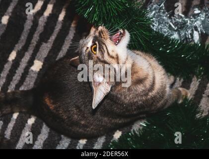 Eine graue Katze, die mit Weihnachtsdekoration spielt Stockfoto