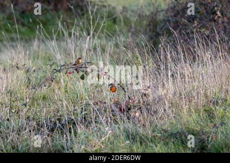 Steinechat (Saxicola rubicola) An einem sonnigen Herbsttag an einem Bräter festklammern Stockfoto