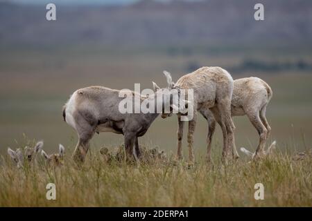 Zwei Big Horn Schafe Kinder spielen Kampf im Feld in Badlands National Park Stockfoto