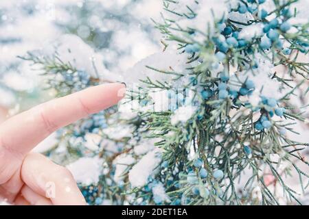 Kiefernzweige und Beeren im Schnee. Der Finger der Frau greift nach Beeren. Wacholderbüsche im Winterwetter. Nadelbusch ist mit Frost bedeckt. Konzept von Neujahr und Weihnachten. Nahaufnahme. Stockfoto